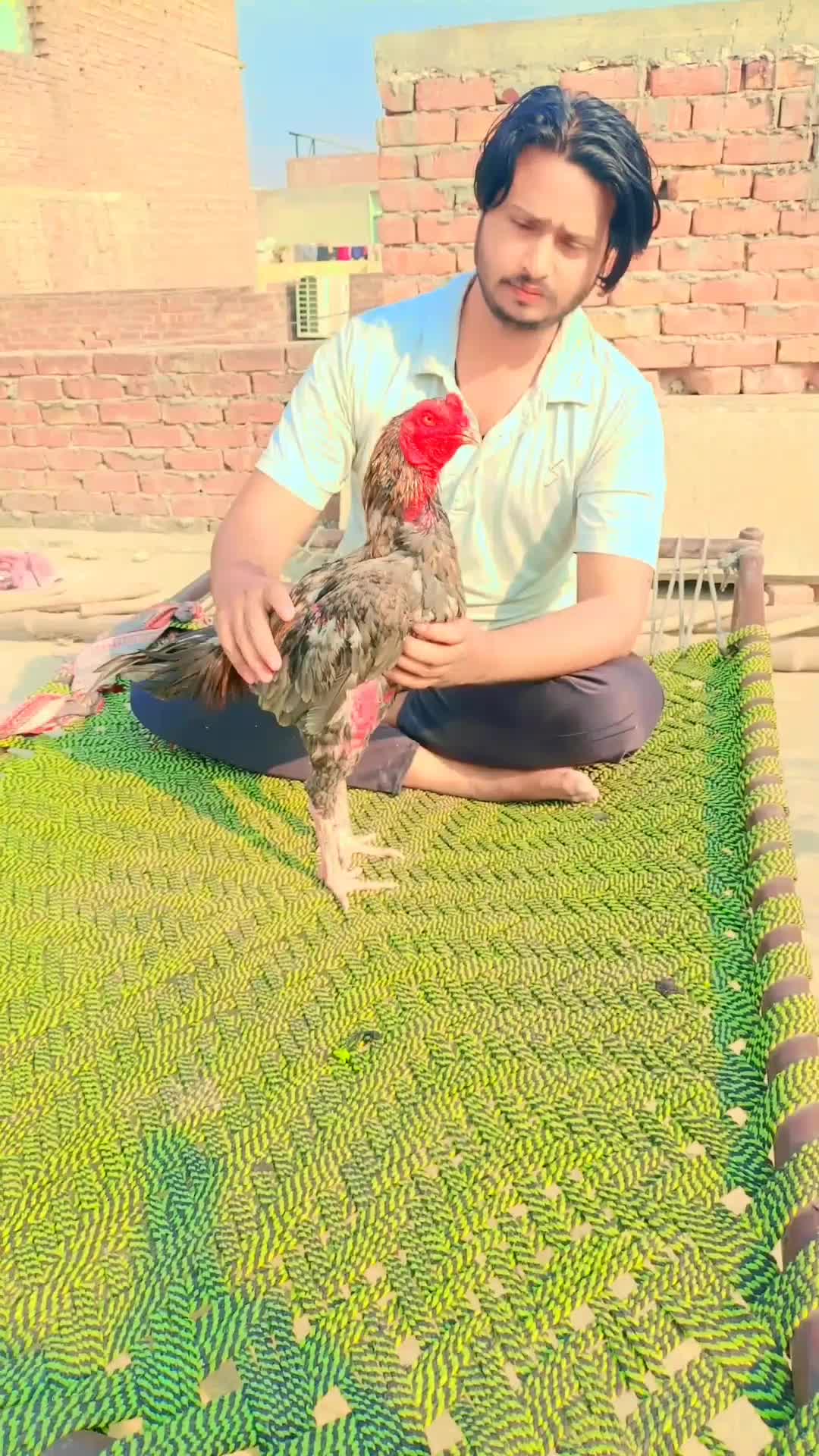 @Royal birds