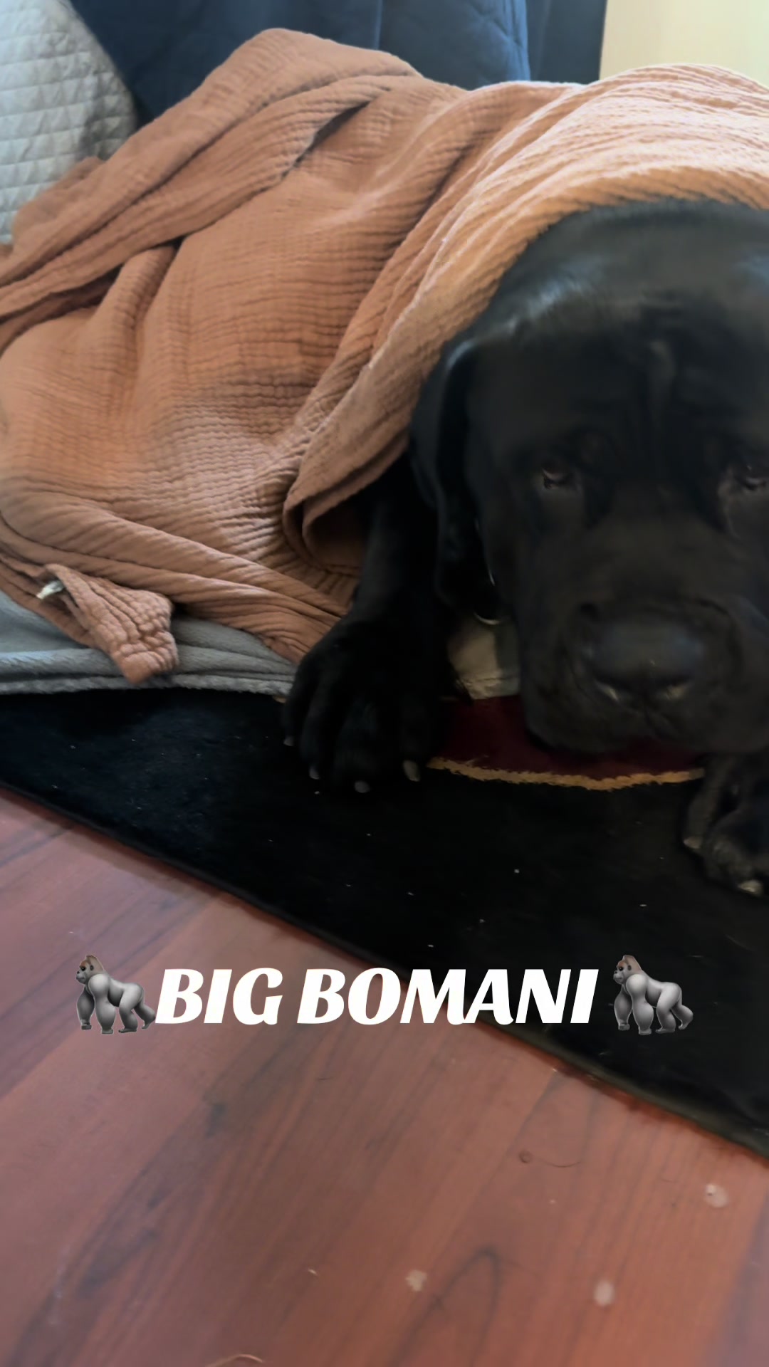 @kyboerboels