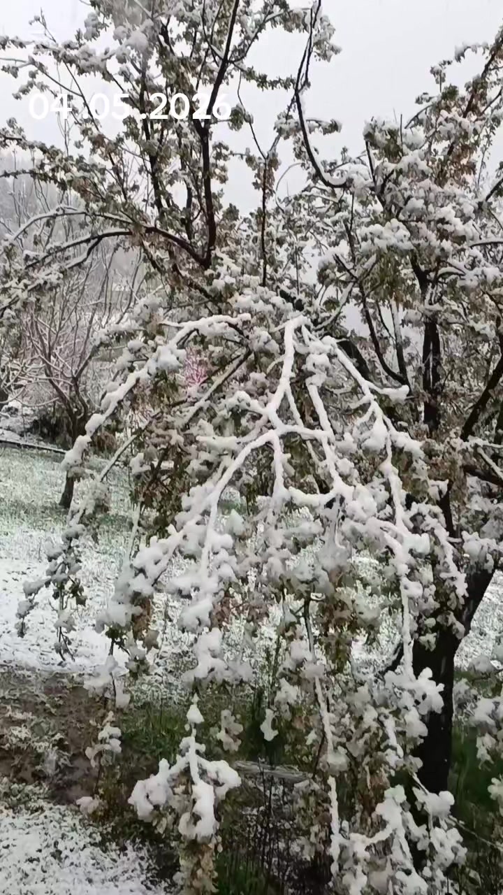 @DAĞCI.46