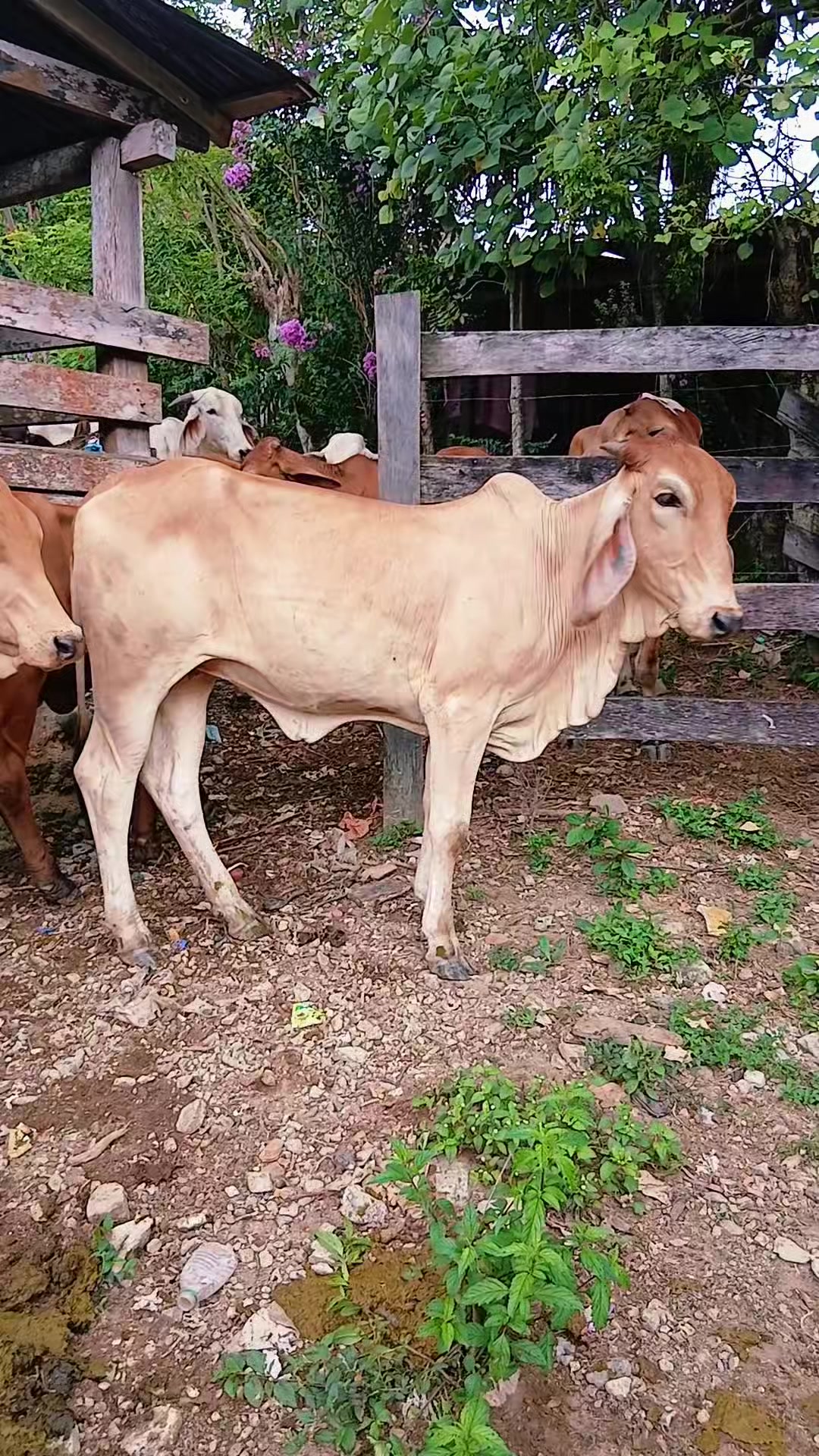 @Rancho Escondido🐂🐄🐃📿🌾🙏