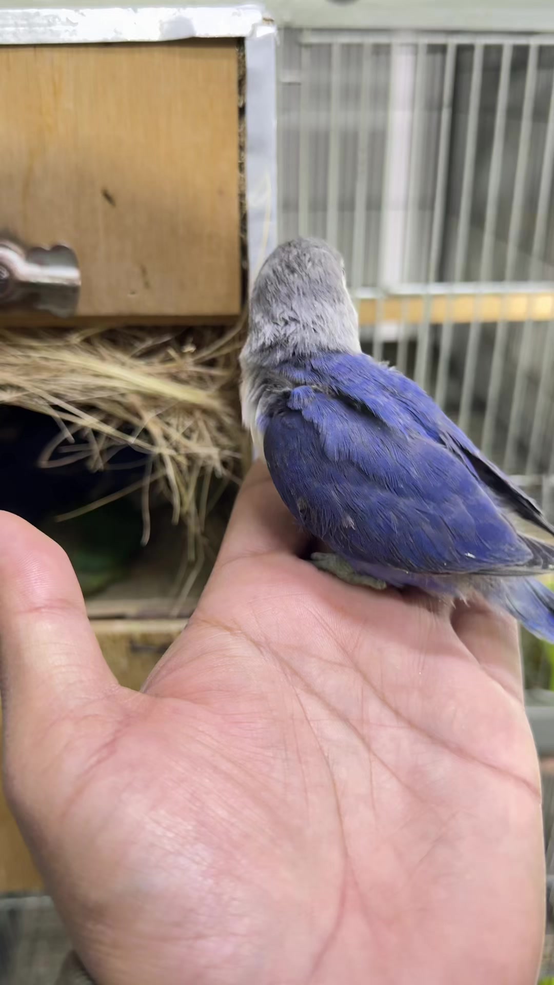 @AdilBirdsFarm