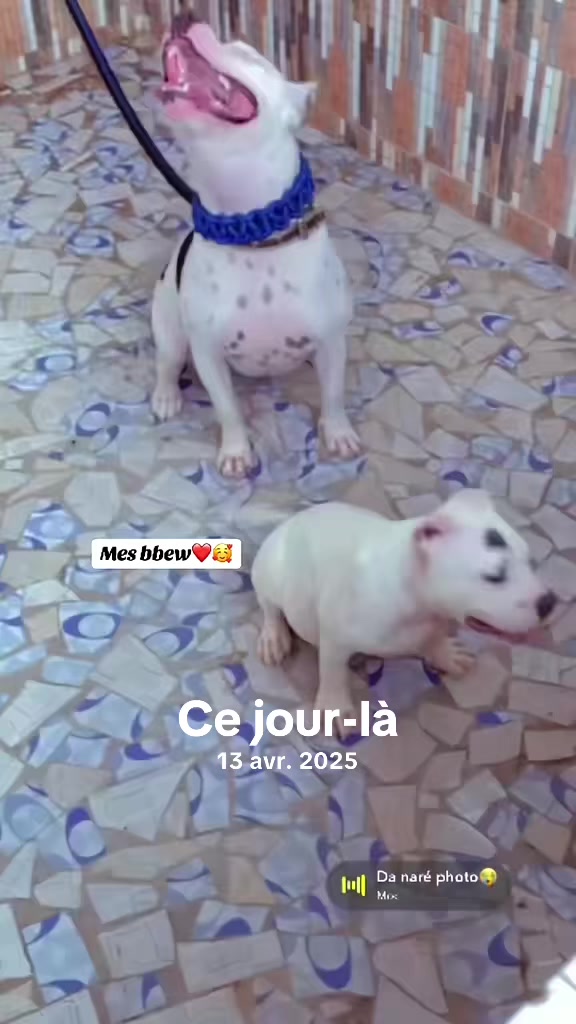 @Momoparleauxchiens🇸🇳🇩🇪
