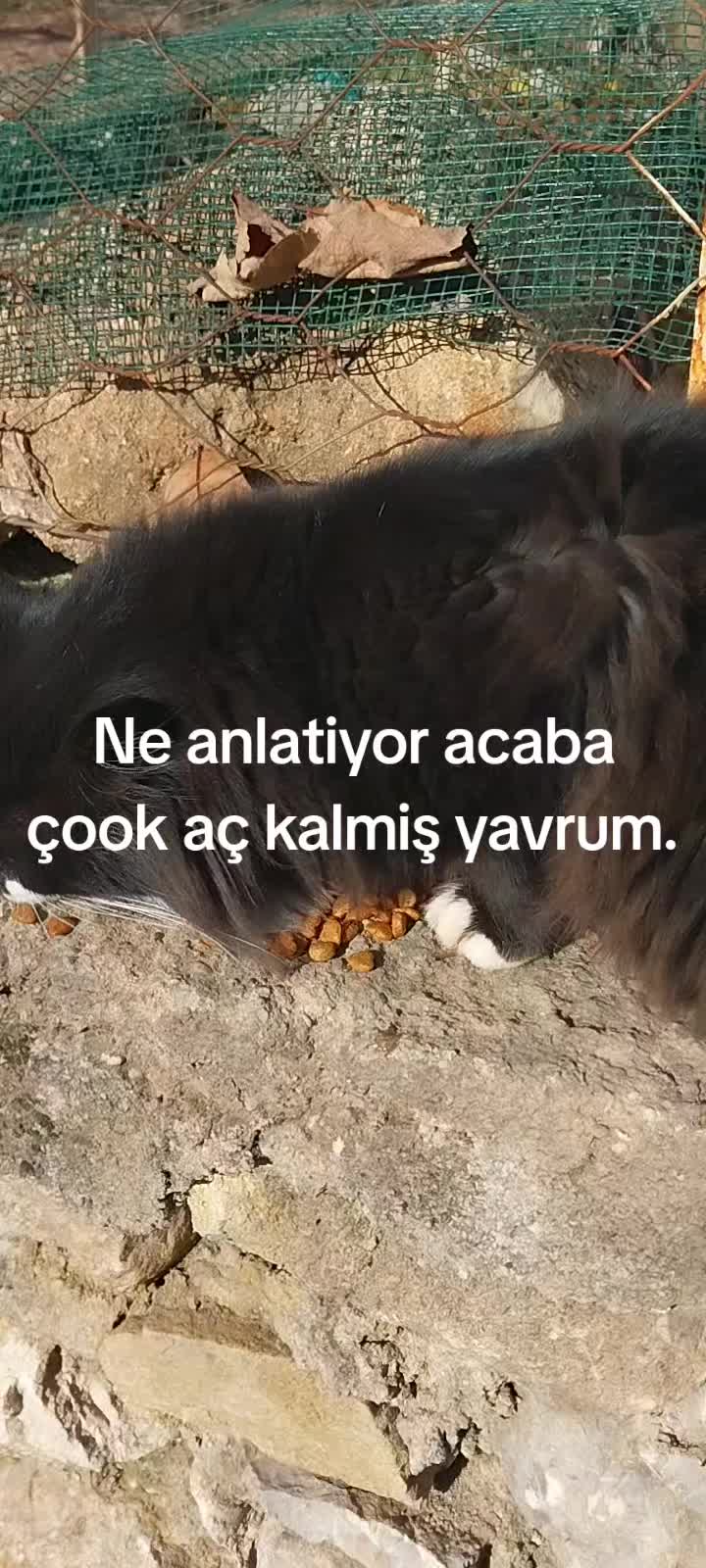 @Hayalperest_perii