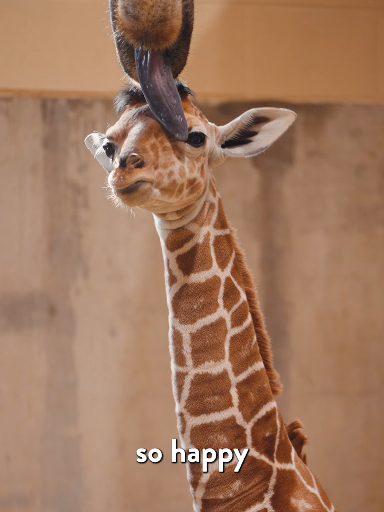@The Toledo Zoo