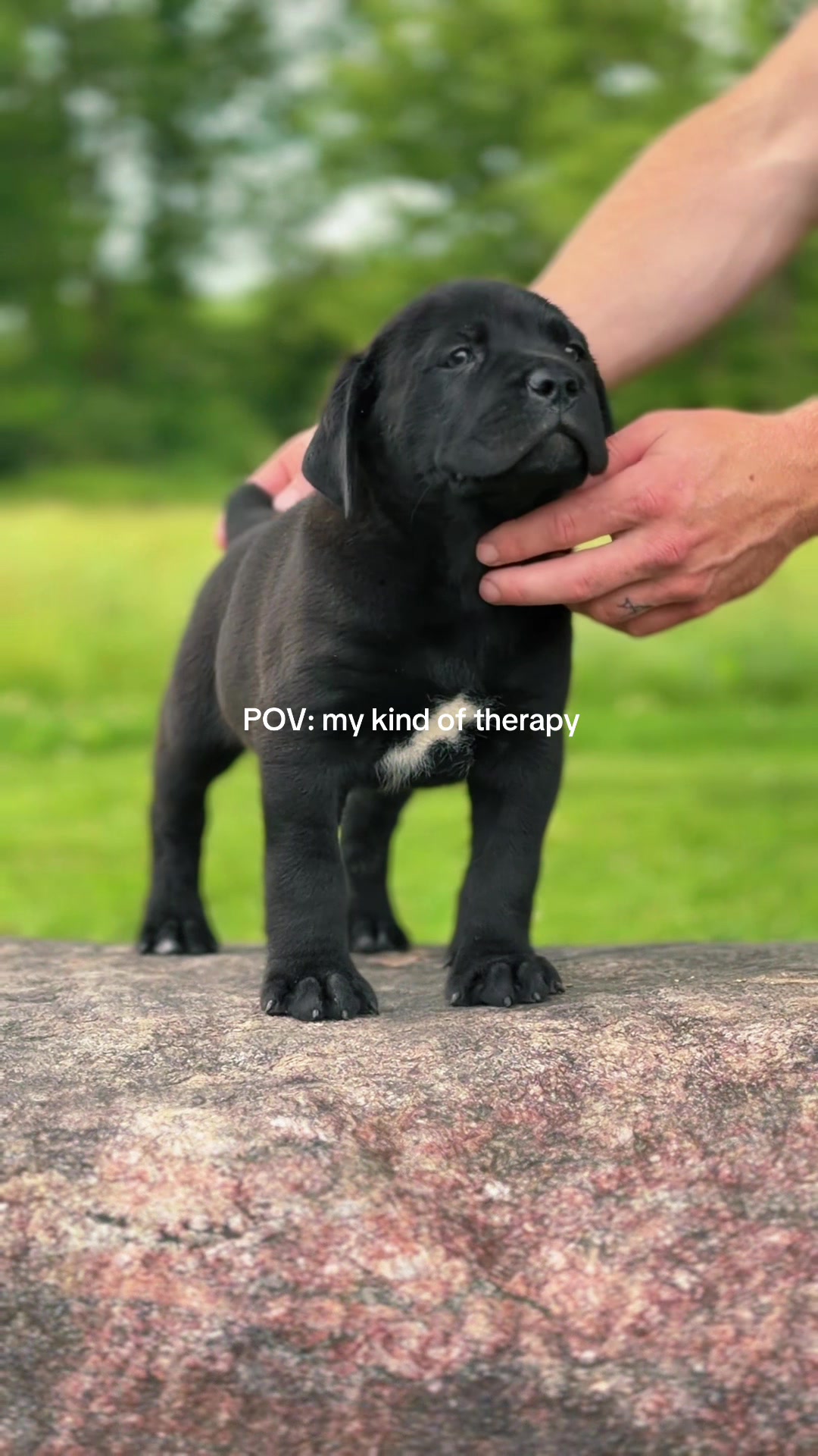 @americana_kennels