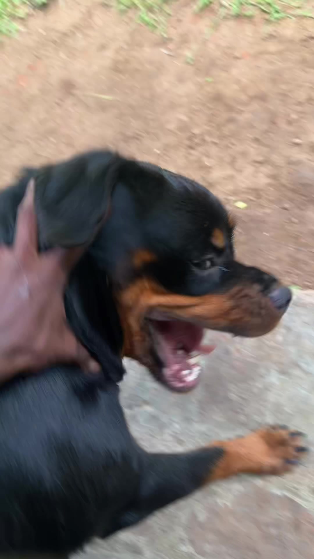 @Rotty shasha
