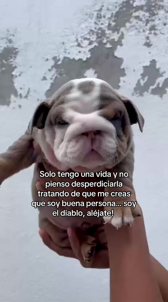@Destroyers Bulldogs