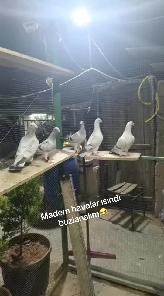 @Ahmet Serhat K&uuml;&ccedil;&uuml;koğlu