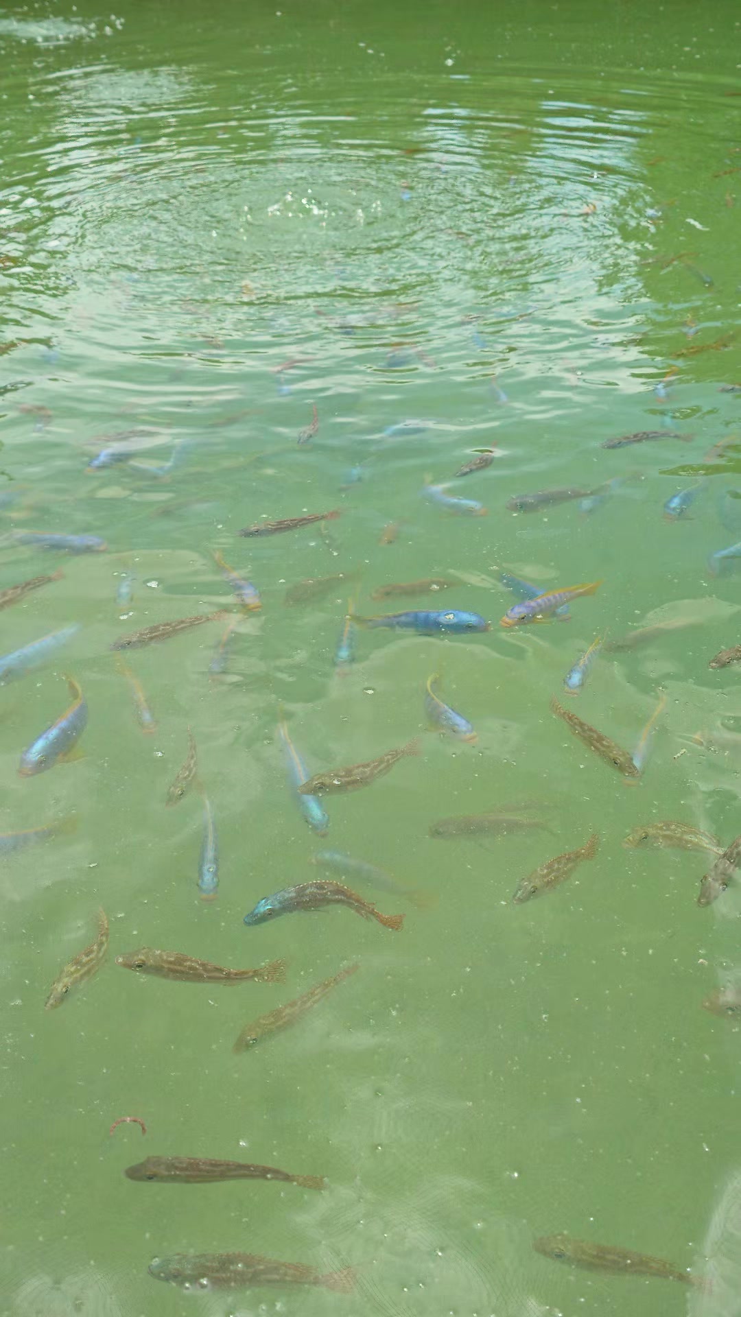 @Long life pet fish co. Ltd