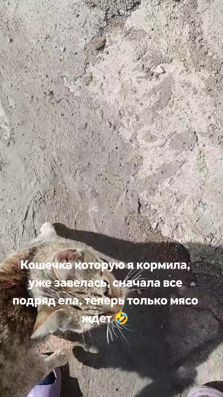 @метисочка