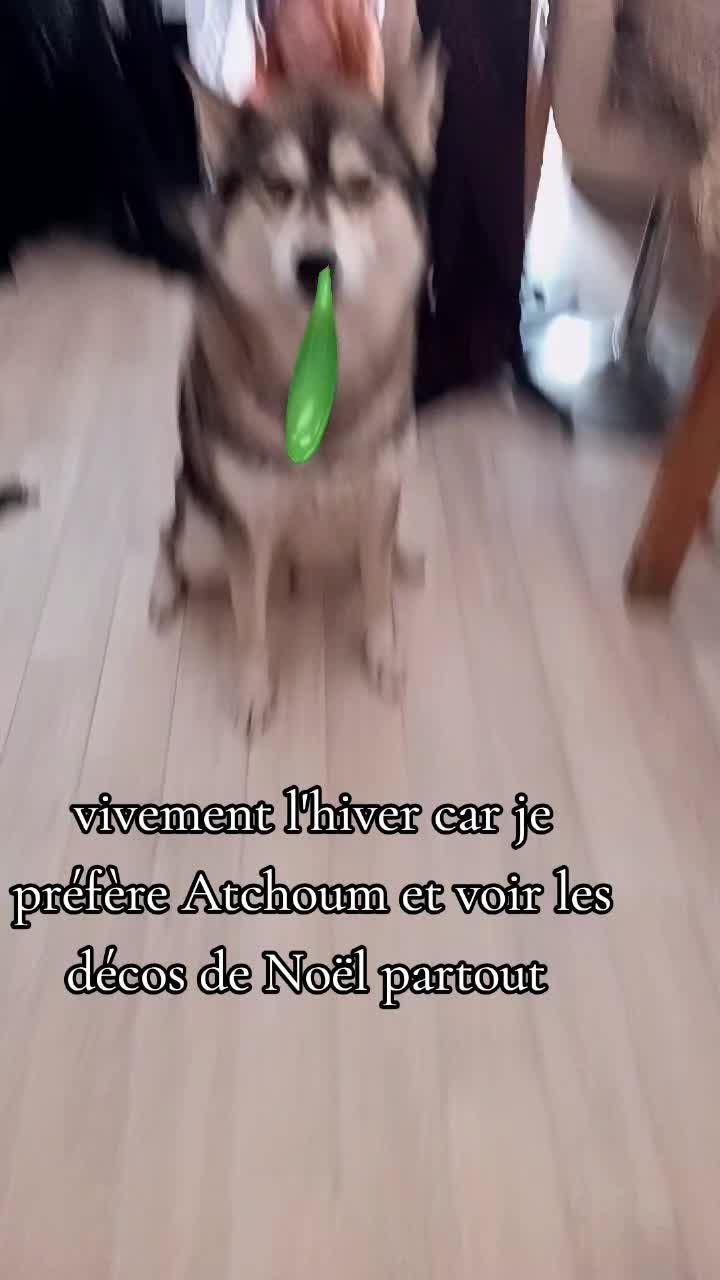 @werewolf 🐺dog de l'enfer➕👺😈