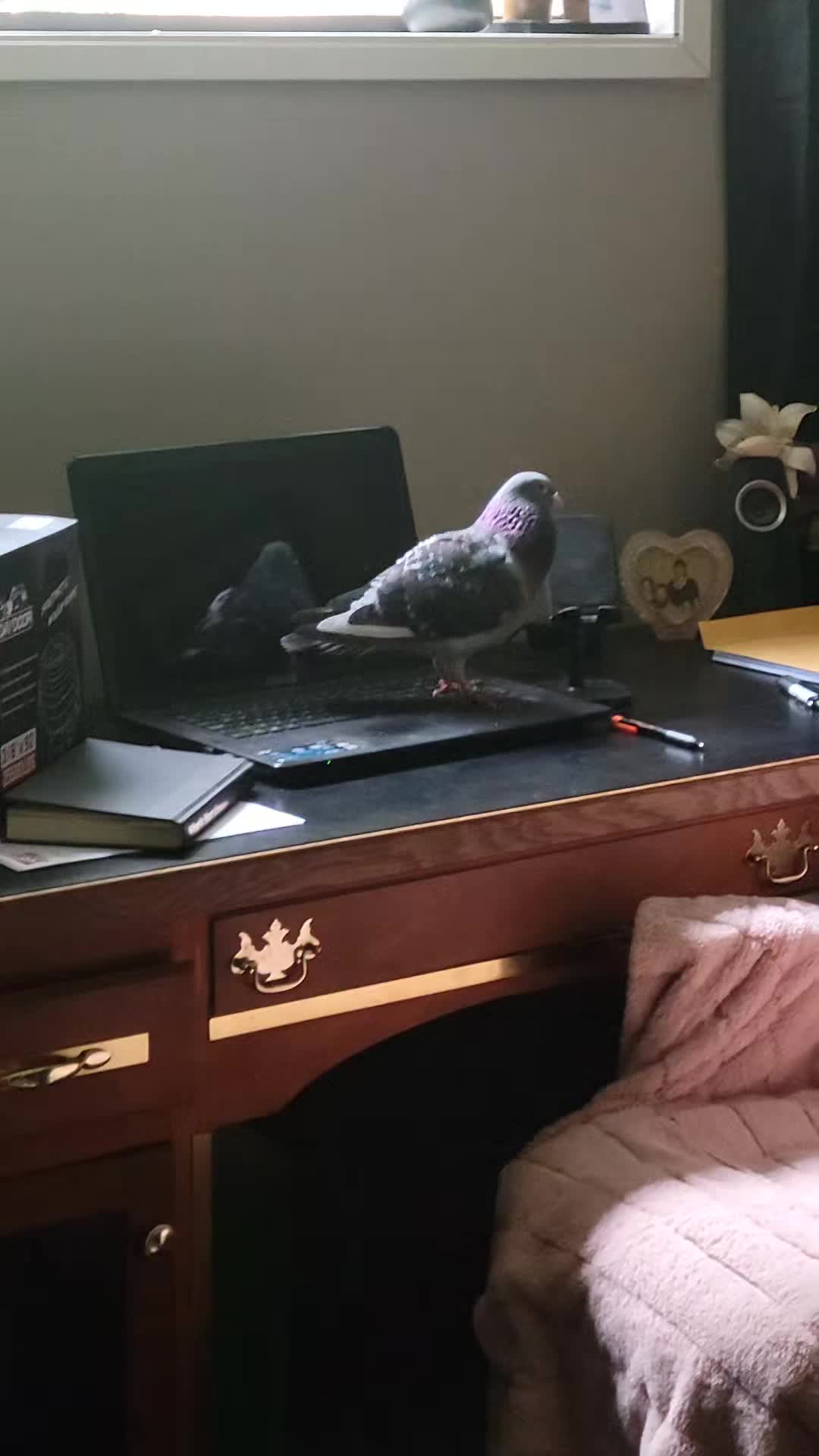@prettypigeon