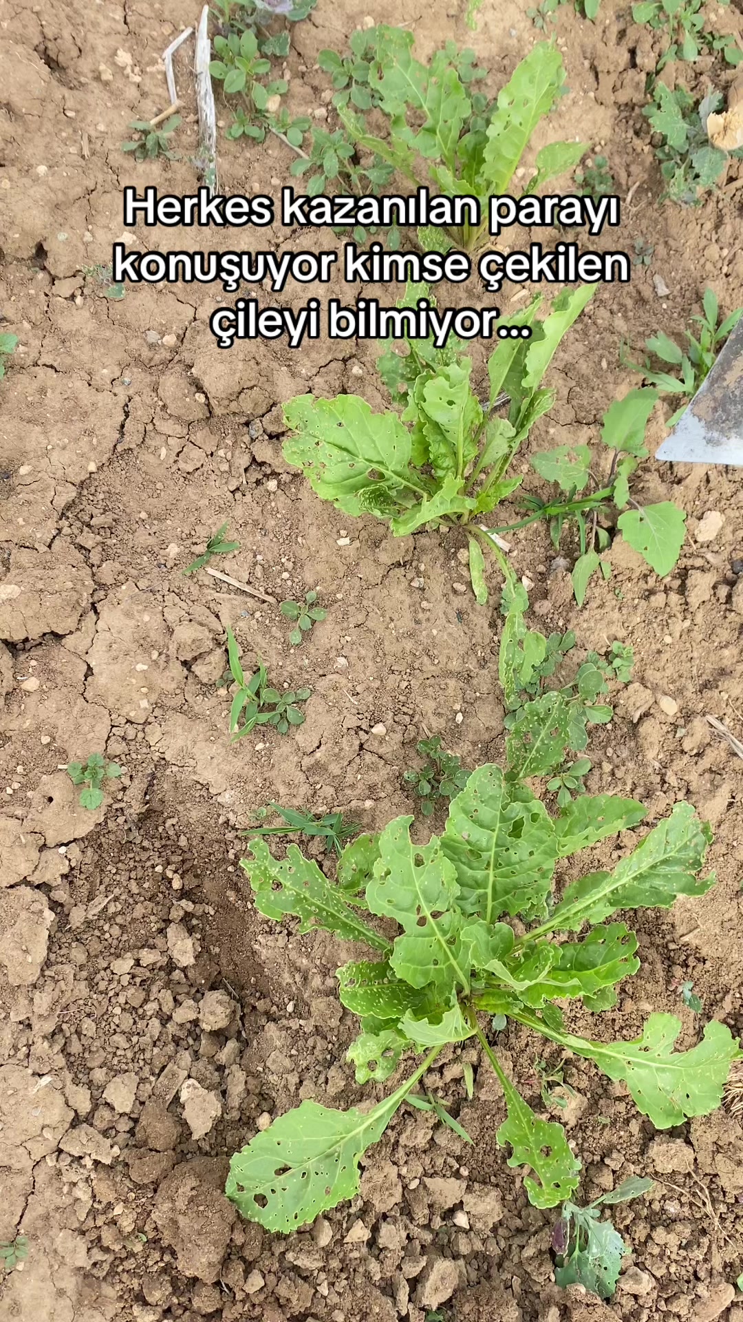 @Teslime AFŞAR