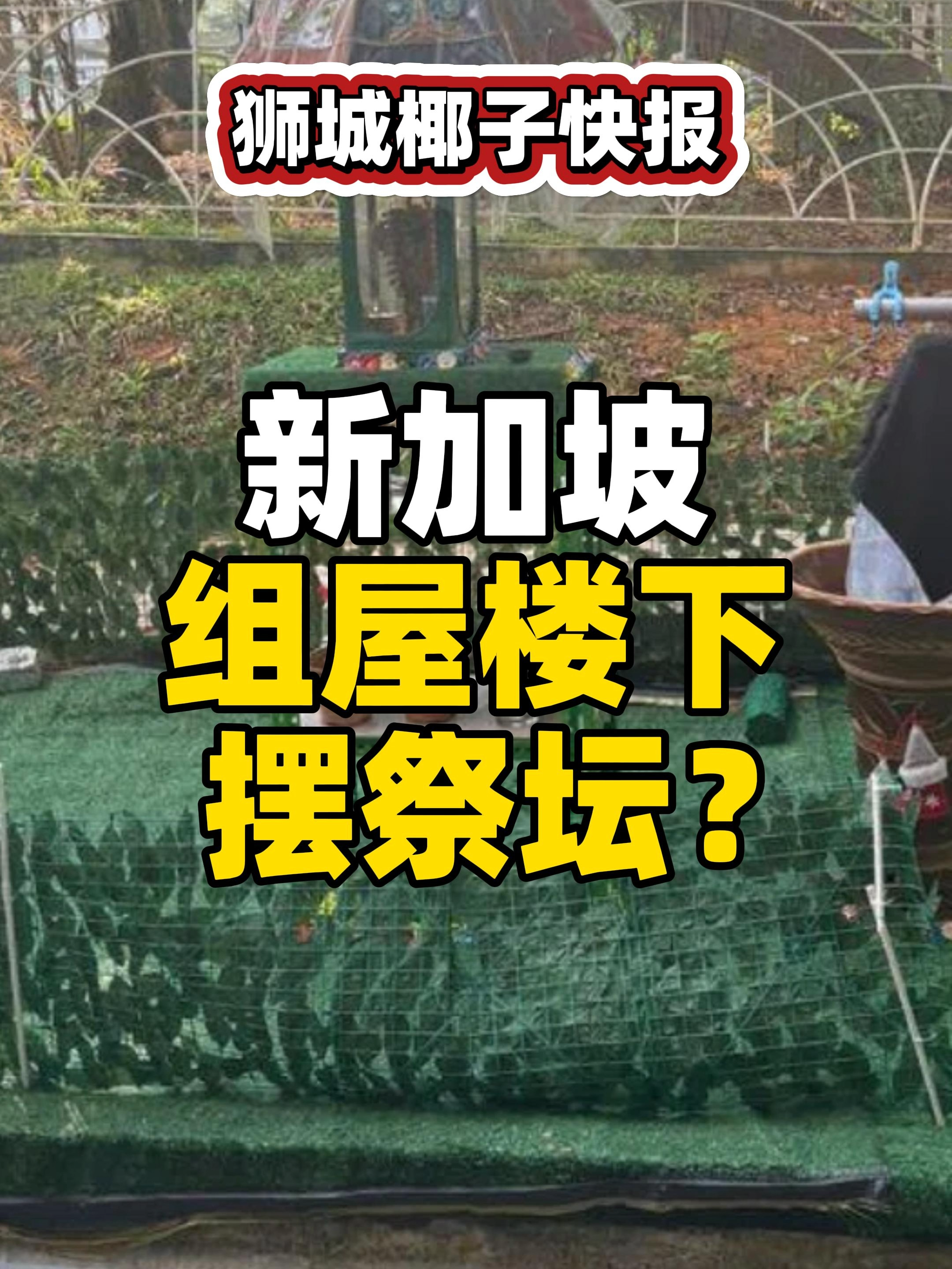 @新加坡狮城椰子