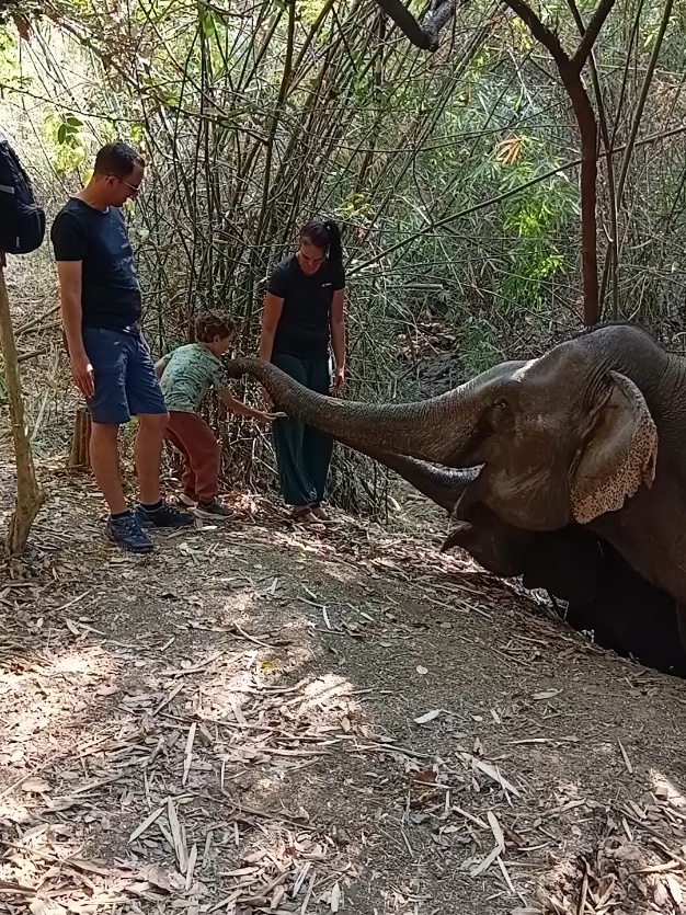 @LuangPrabang Elephant New Home