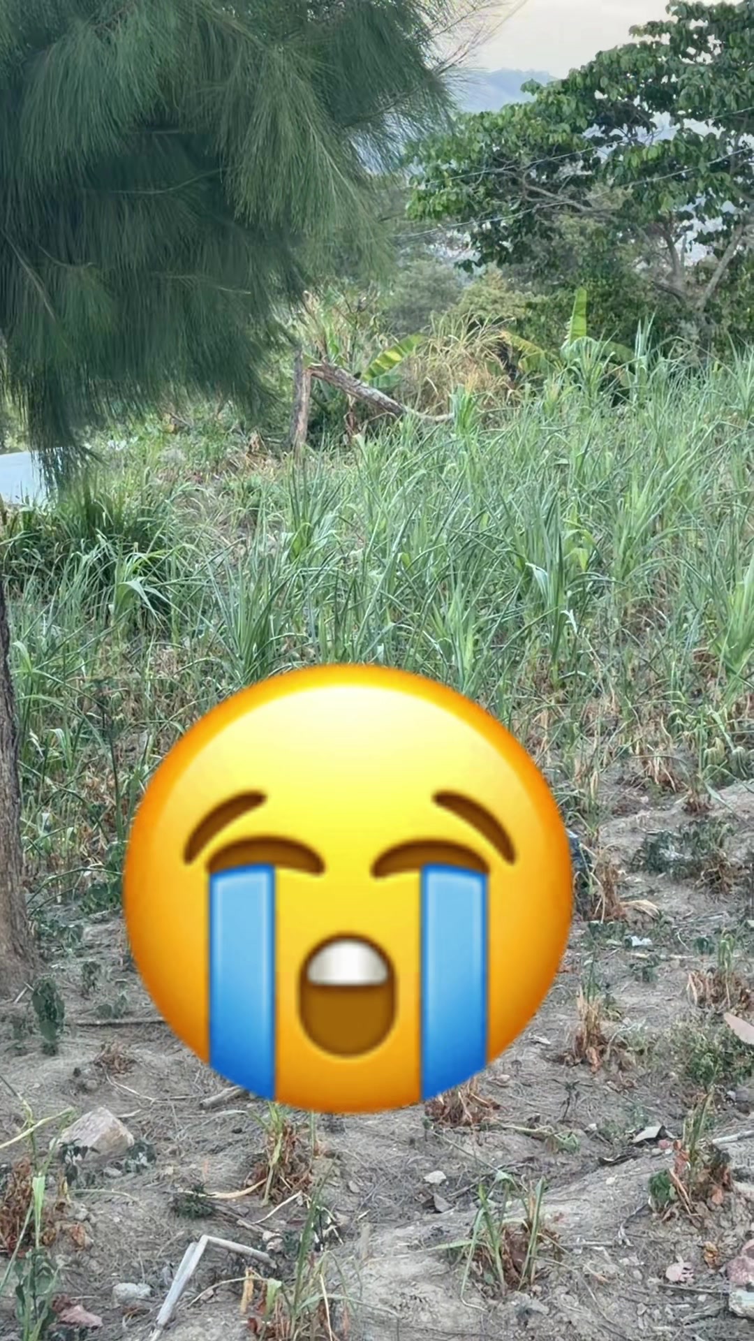 @solistamartinaosoriotino