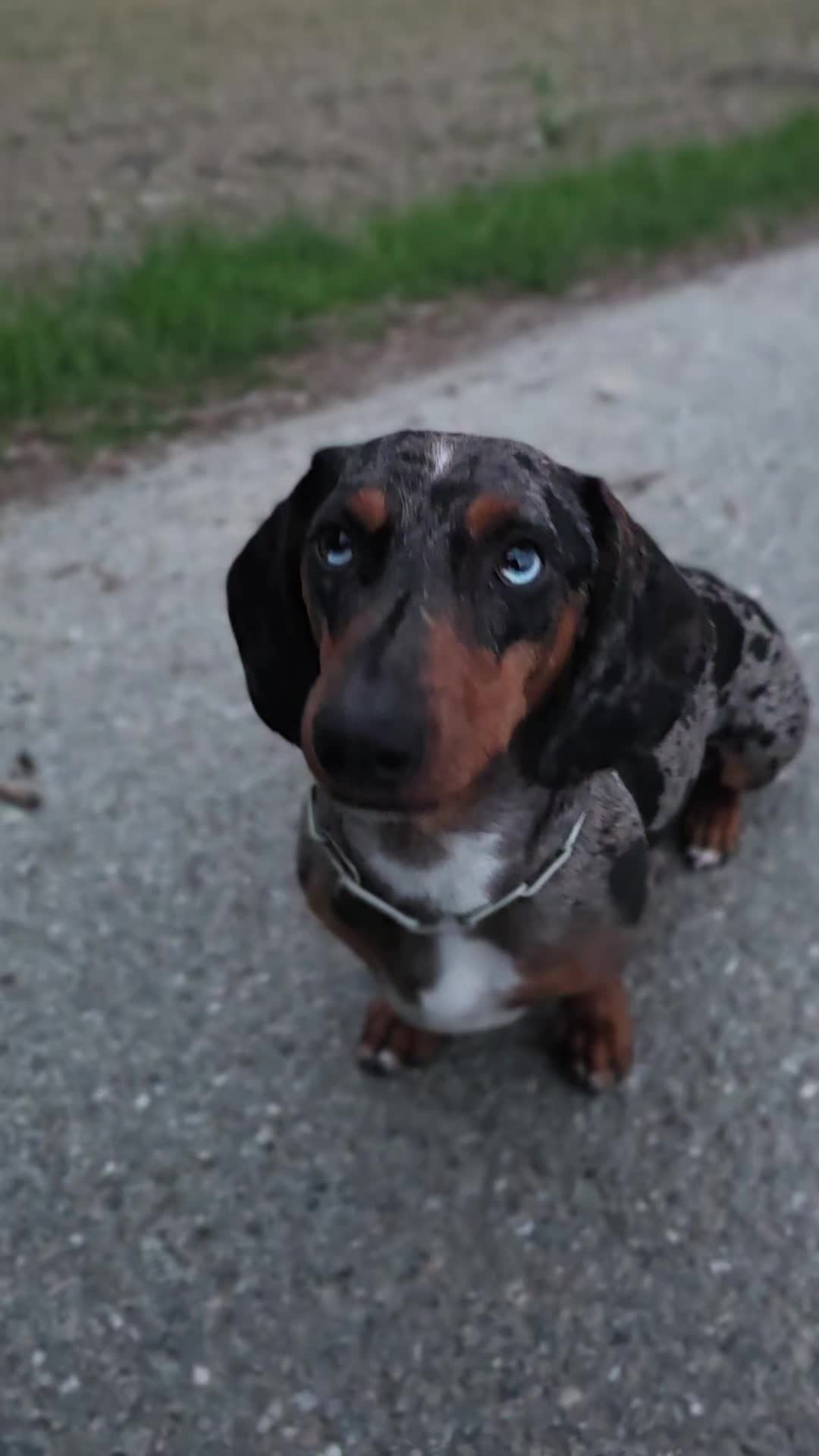 @Doggenkuh_Luna
