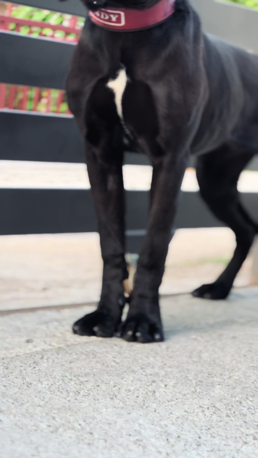 @CANE CORSO CLUB