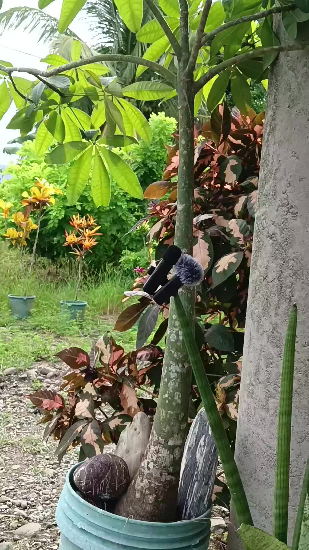 @Makoy na Koykoy 2