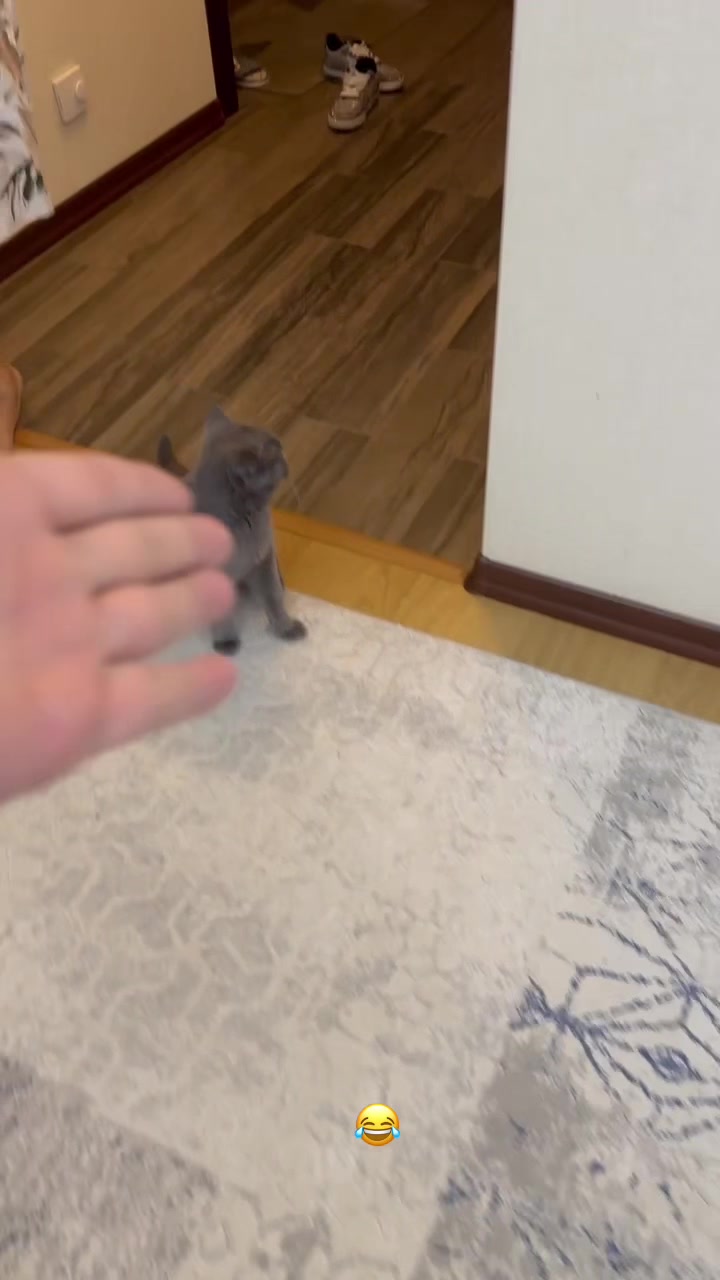 @kittens_uz