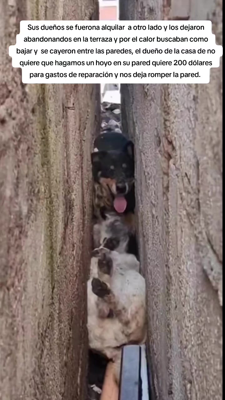 @Asoc. Peluditos