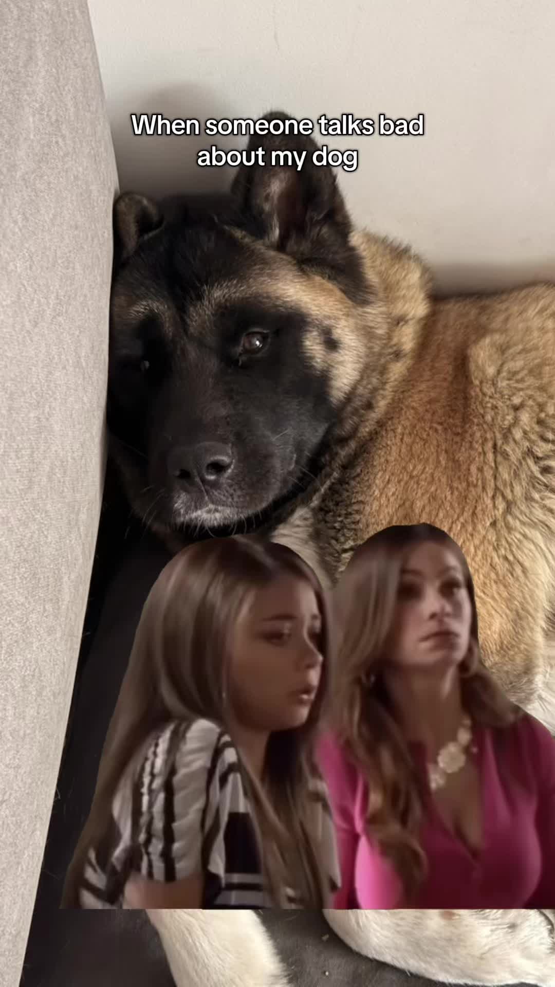 @Buffy_American_Akita