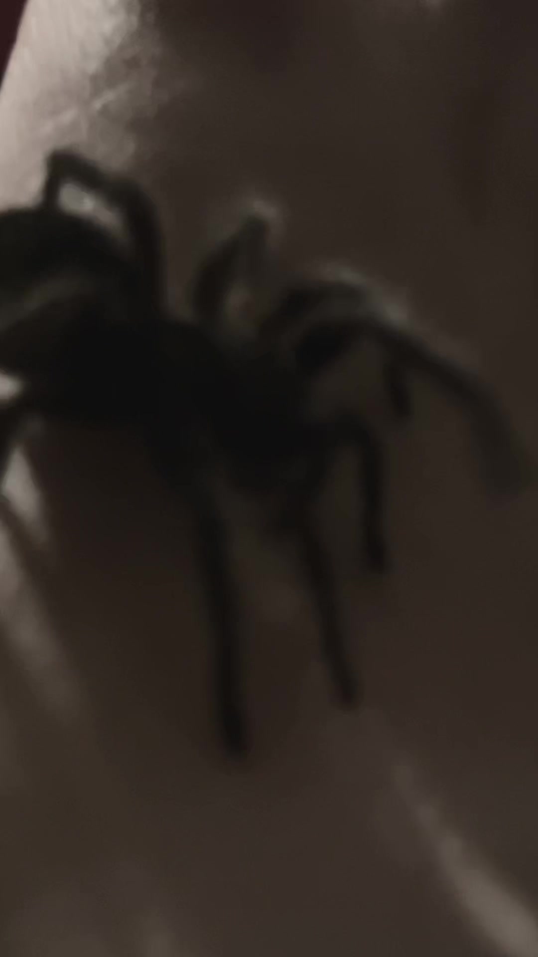 @🕷️𝔍𝔲𝔩𝔦𝔞🕷️