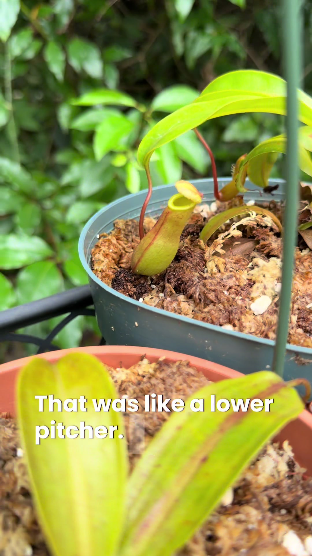 @ThreeWildSprouts