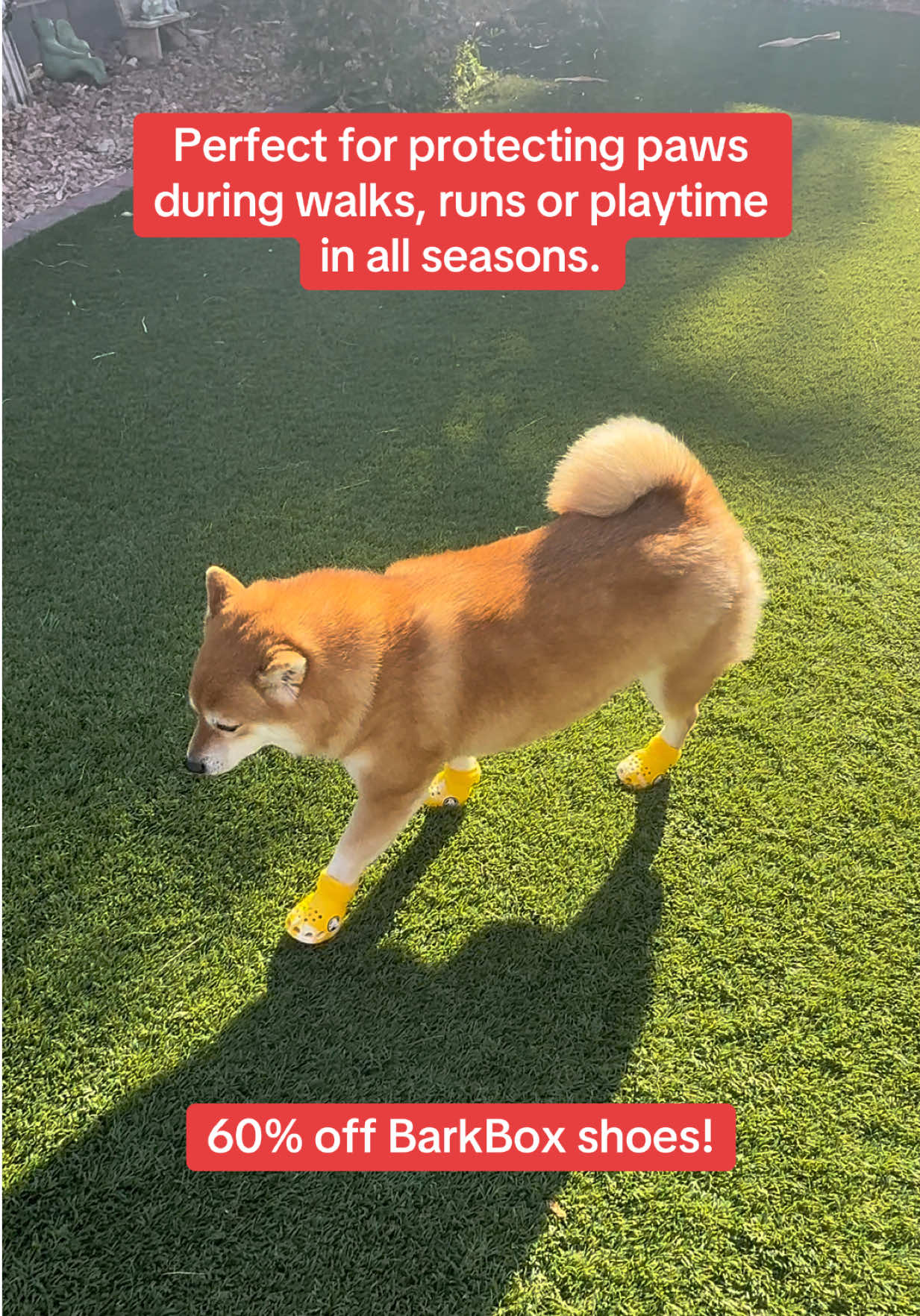 @Flock of Shibas 🐕🐕🐕