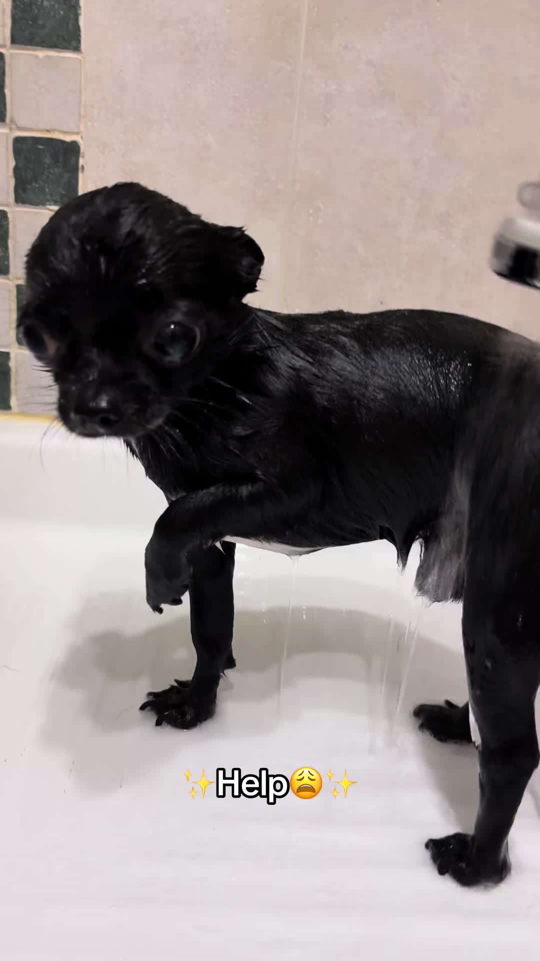@the_chihuahua_mochi