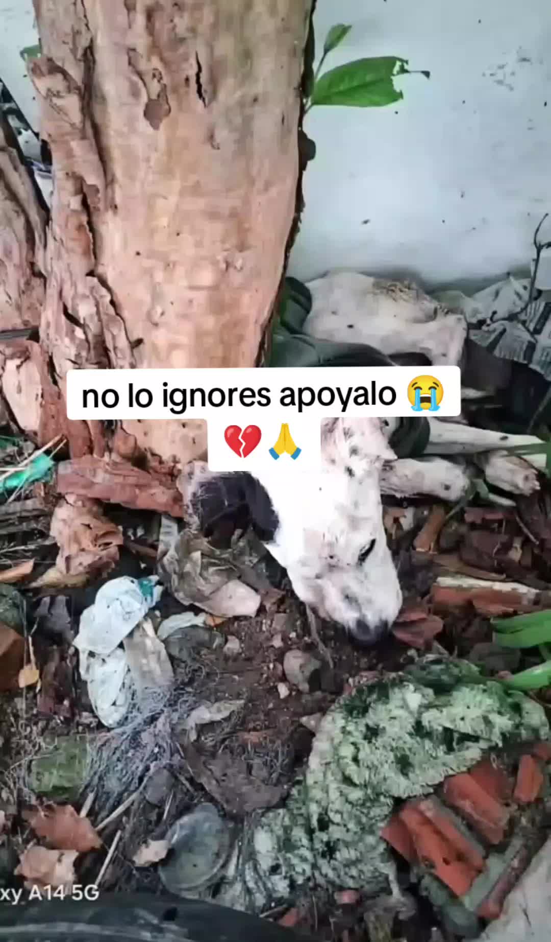 @RESCATANDO_HUELLITAS🐾🐾🐾