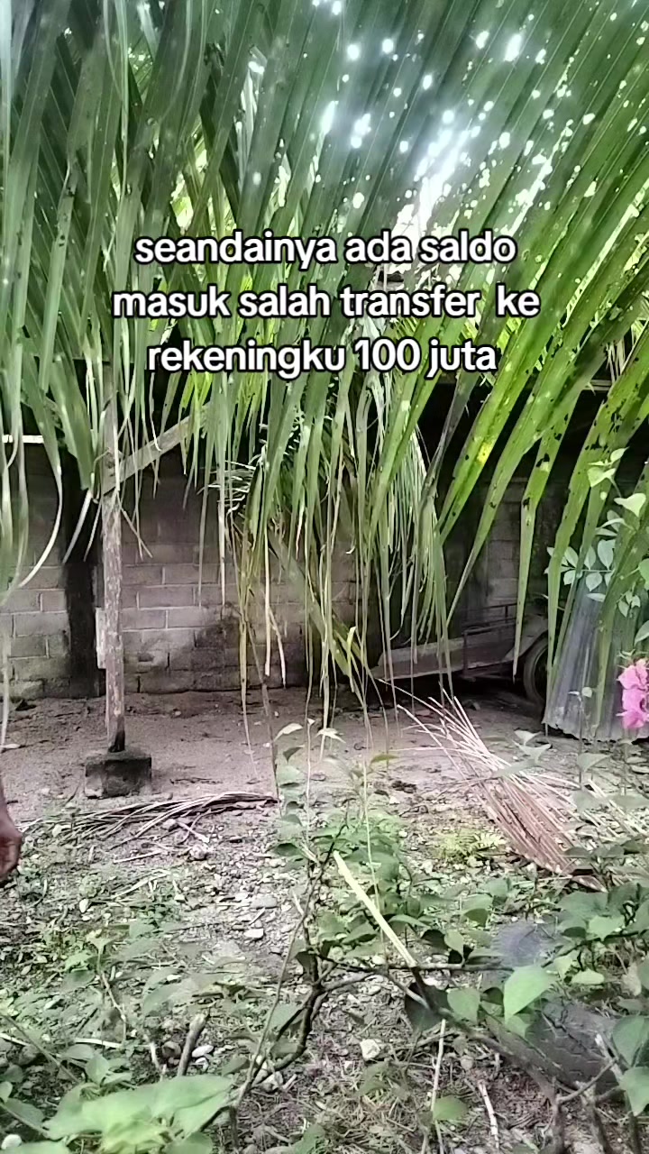 @shissu