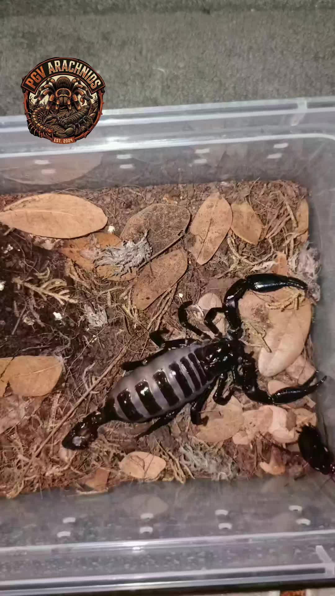@pgv_arachnids