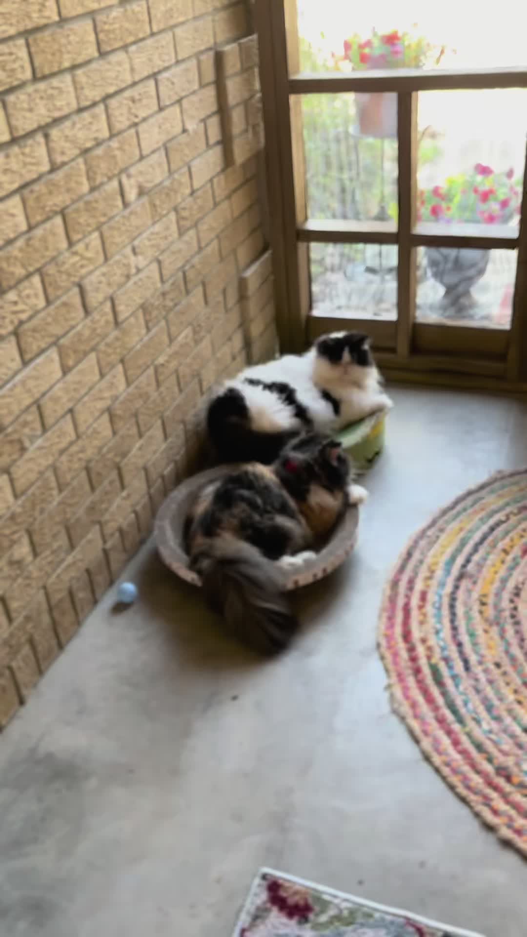 @Melissa’s9Lilfluffs