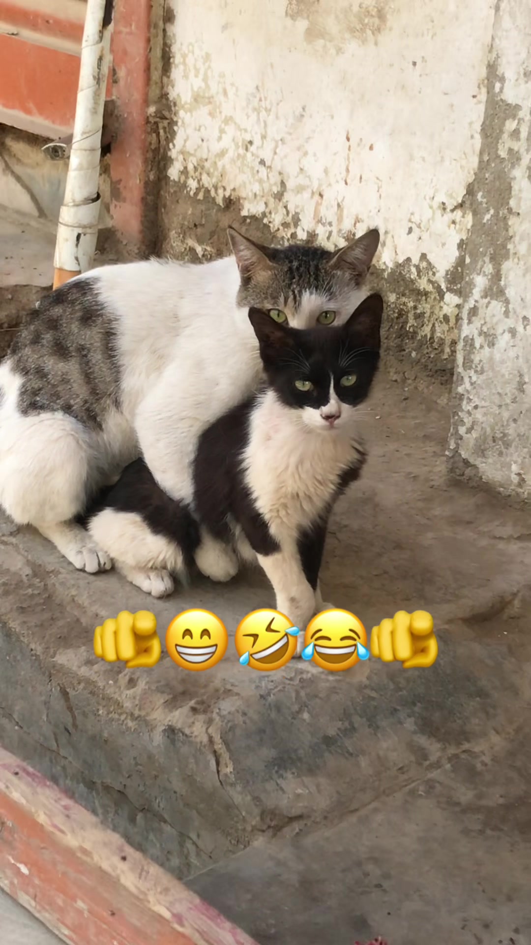 @mohammadumermalik786