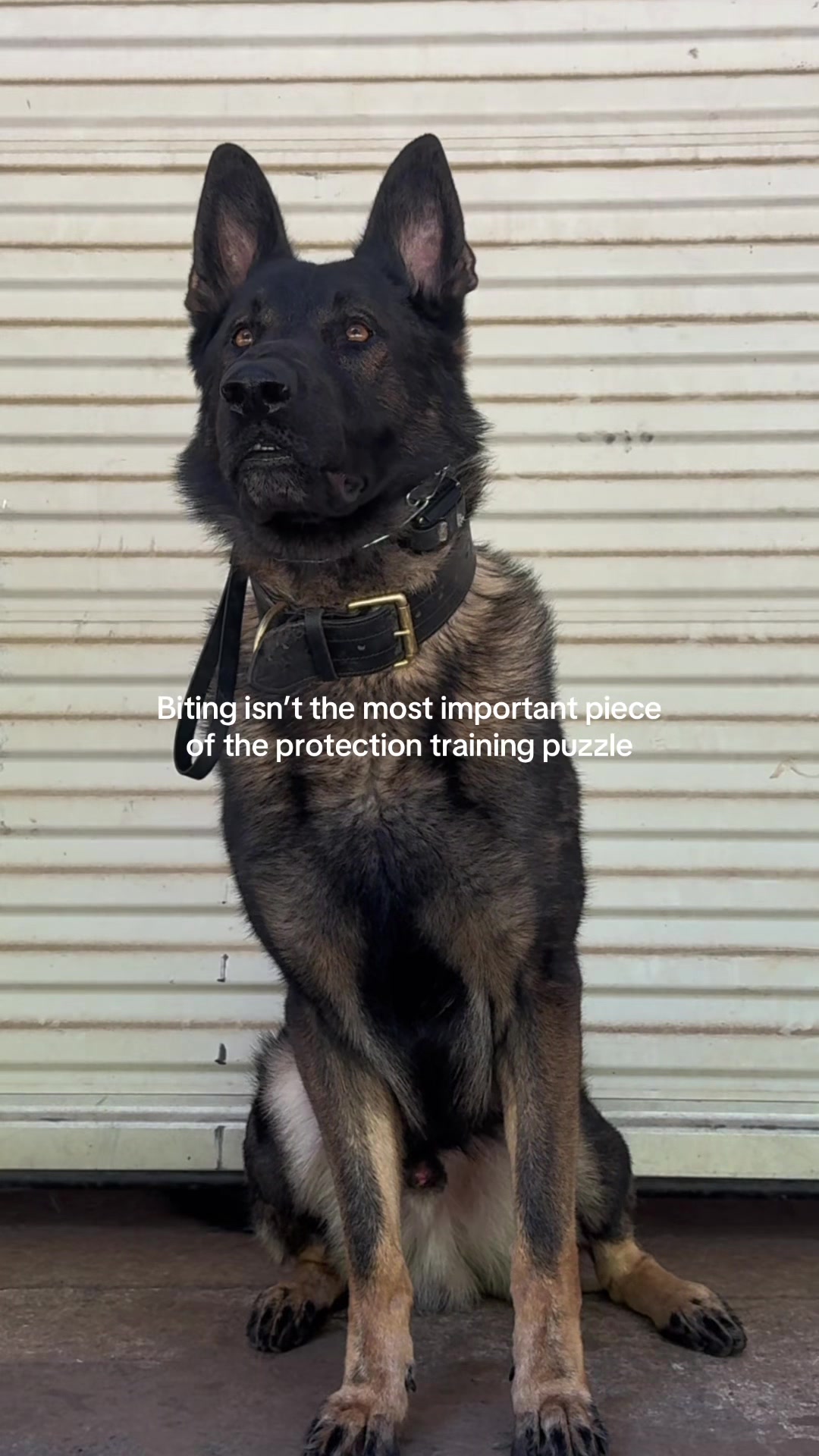 @True Guard K9 I Tara