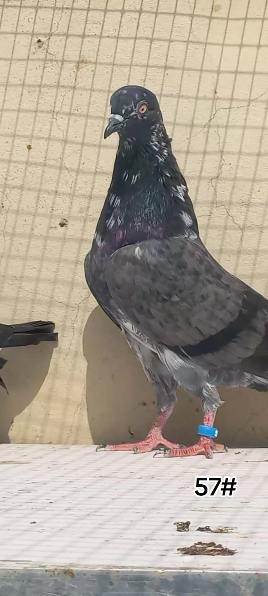 @Ranakasuripigeon