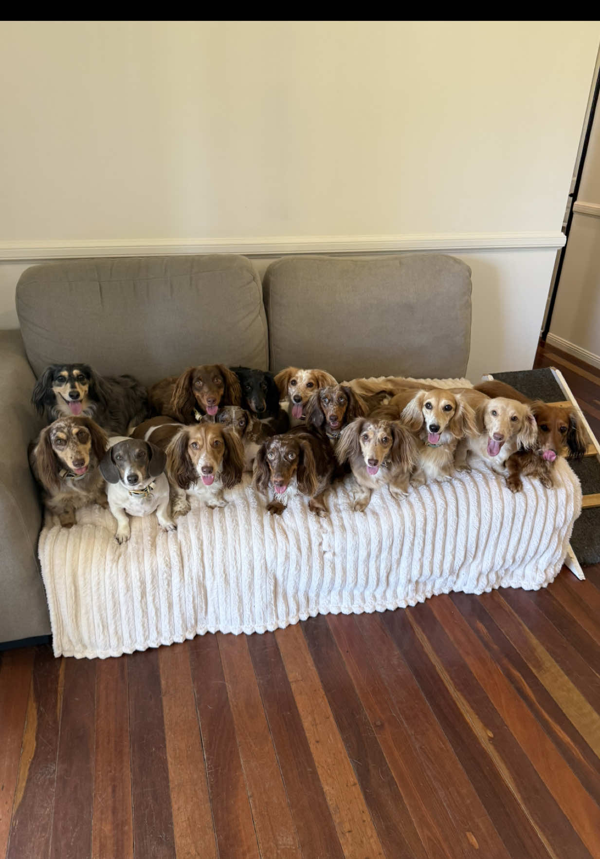 @Dachshund Dynasty