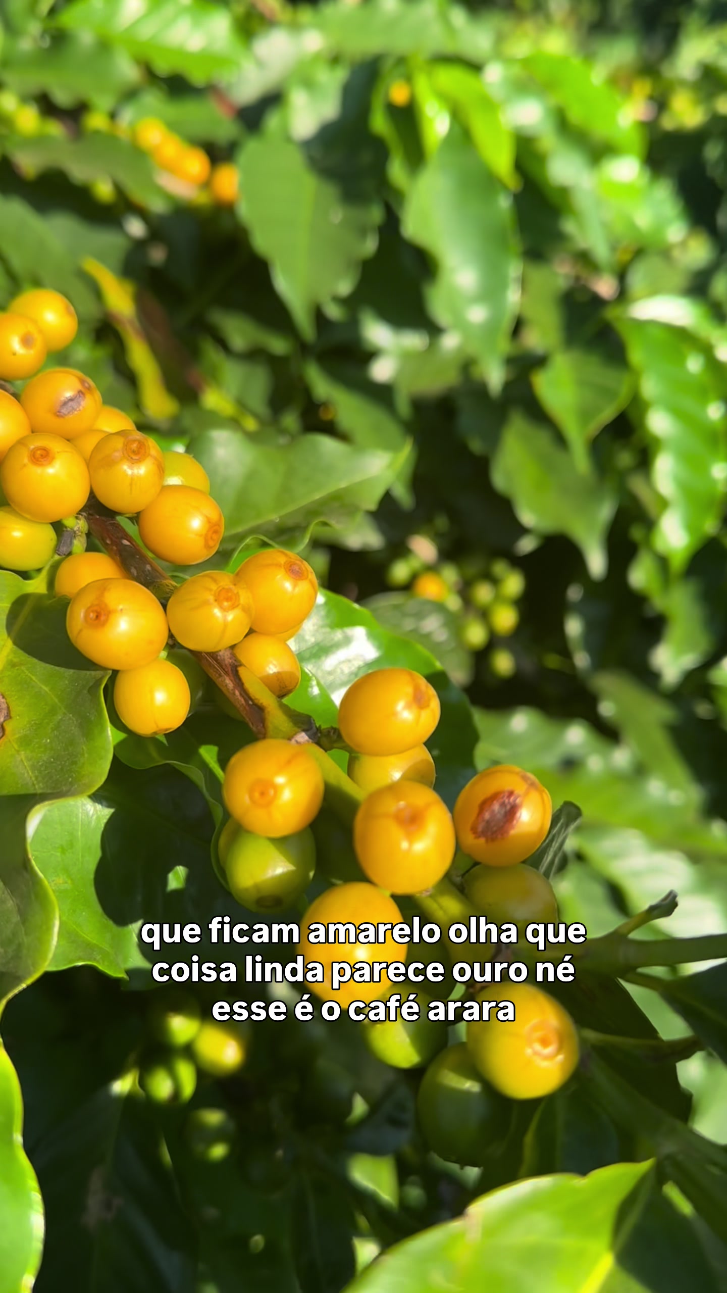 @Cafezal em Flor