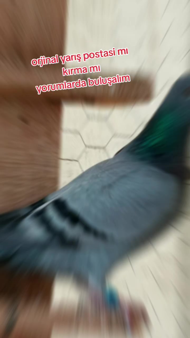 @Onur.33