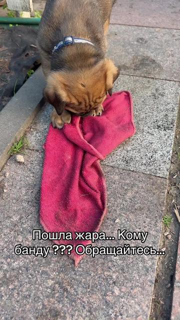 @Кане Корсо