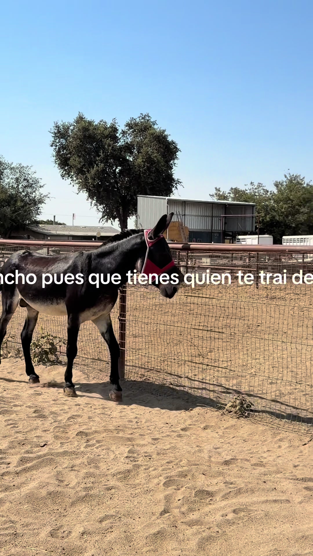 @franciscoramirez0ficial