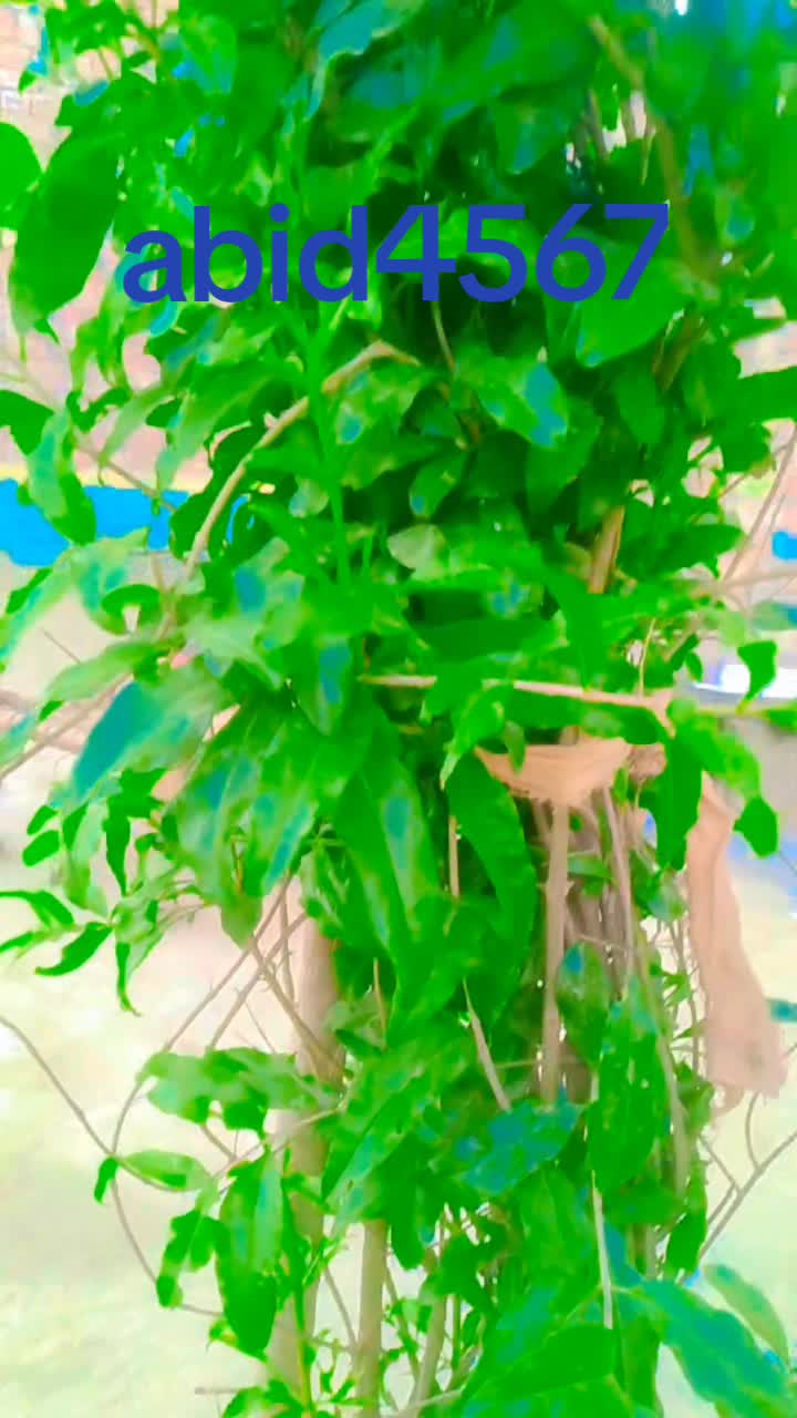 @Abid 4567