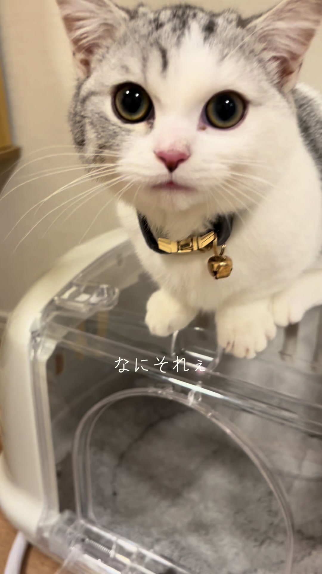 @短足マンチのえる♂