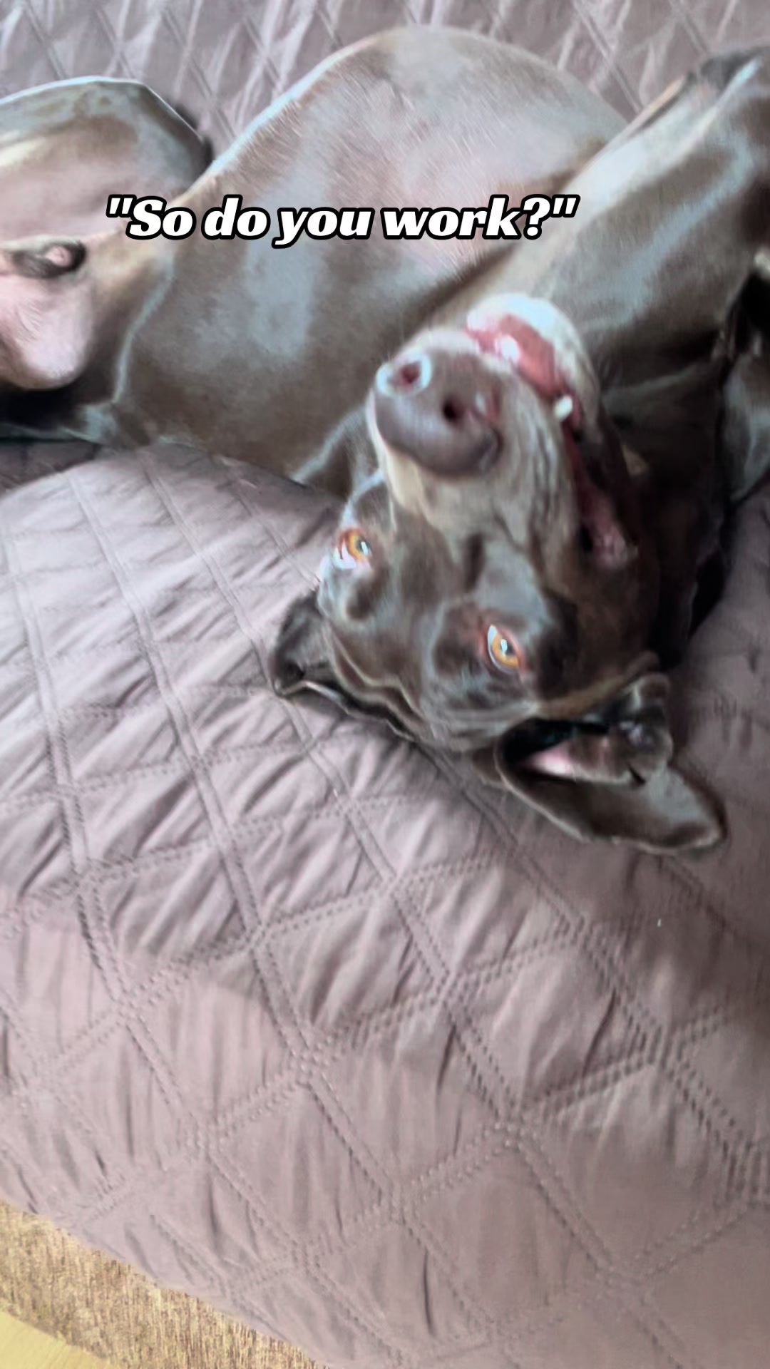 @Rocky_and_mom 🐾❤️🐶