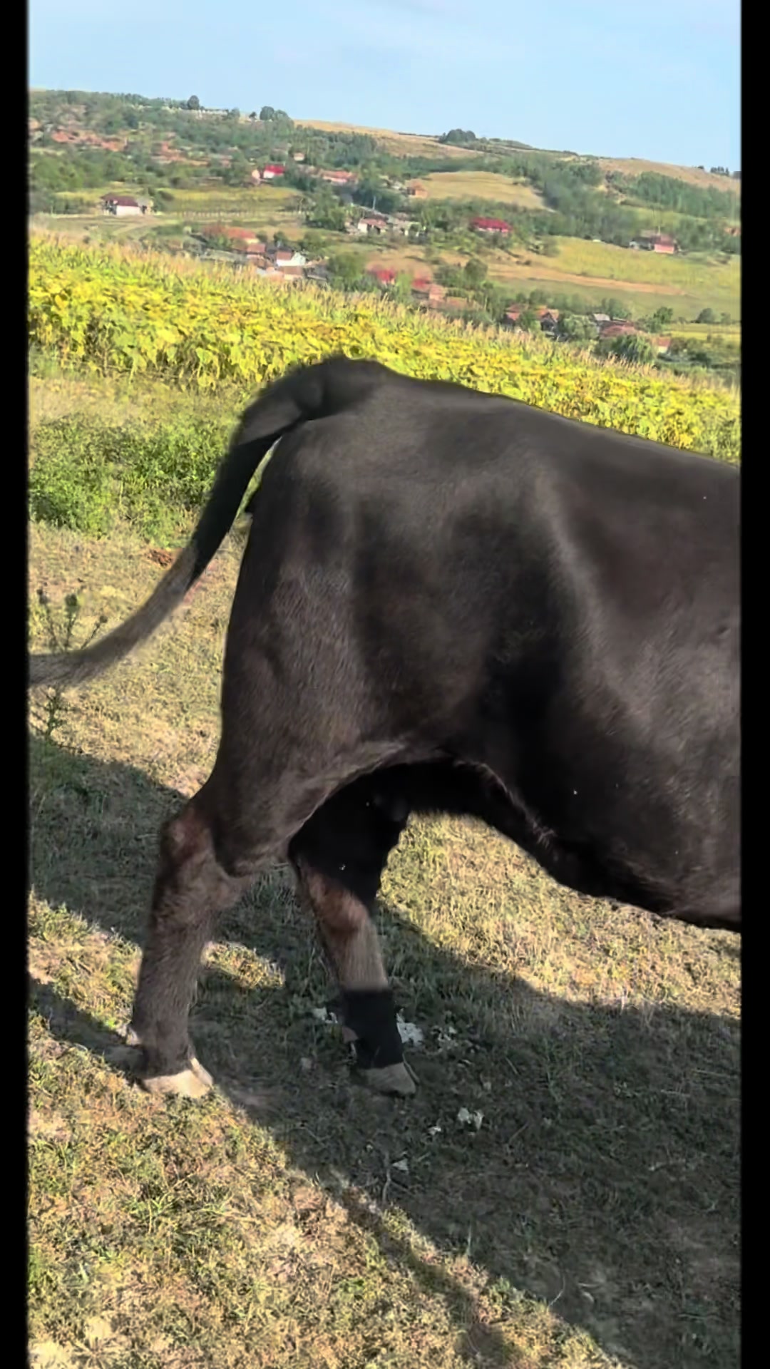 @aberdeen angus🇷🇴