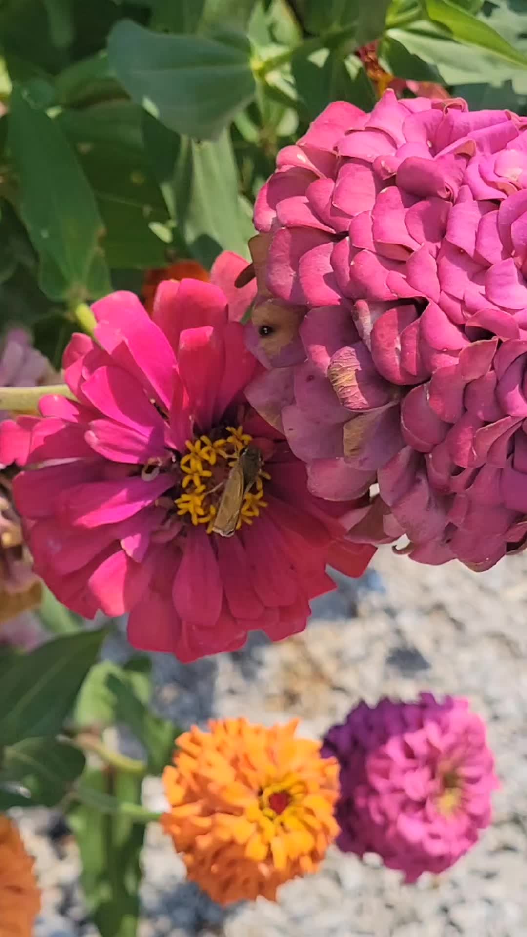 @TheNakedPlantLadyLLC
