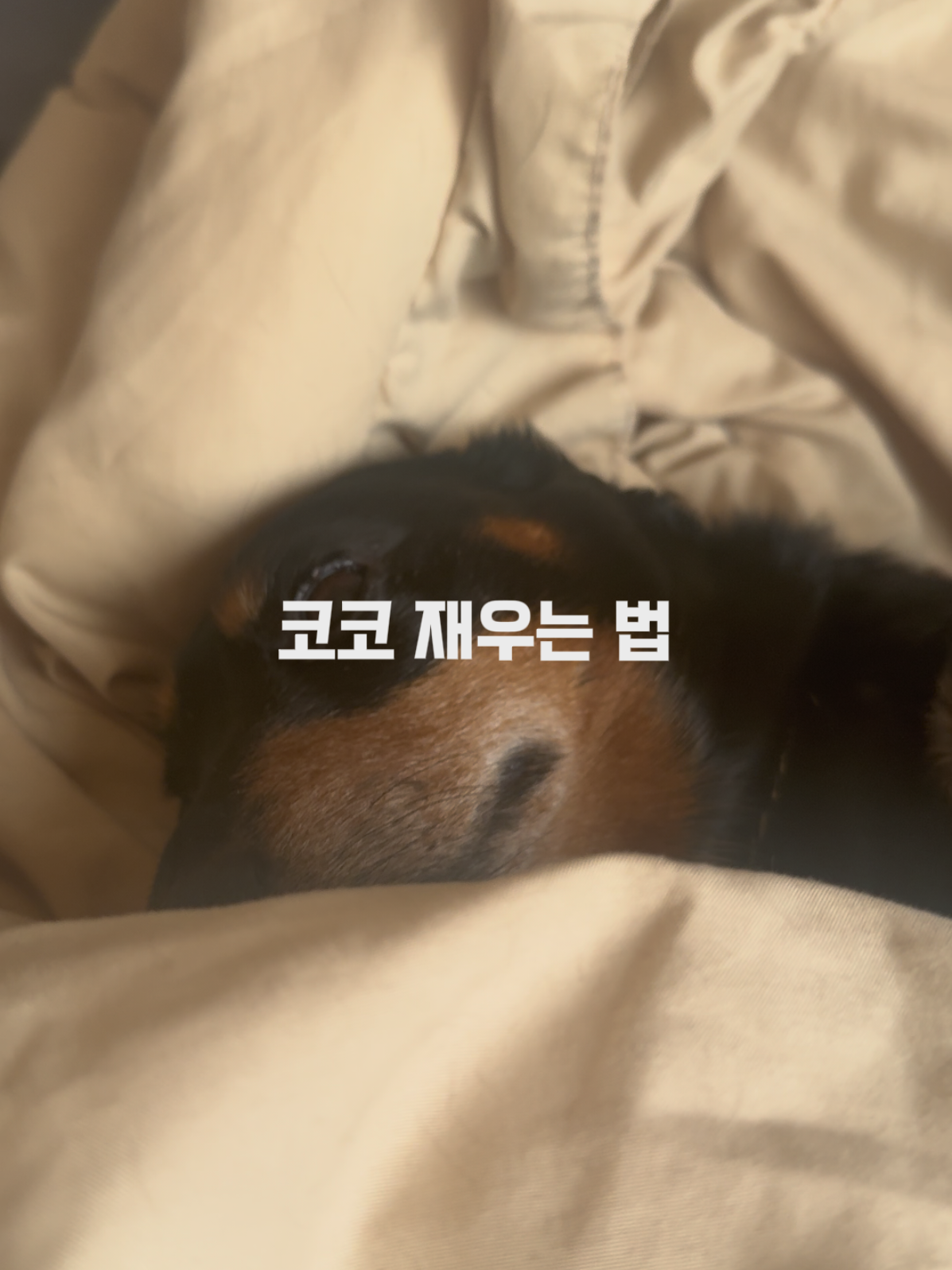 @코코대디