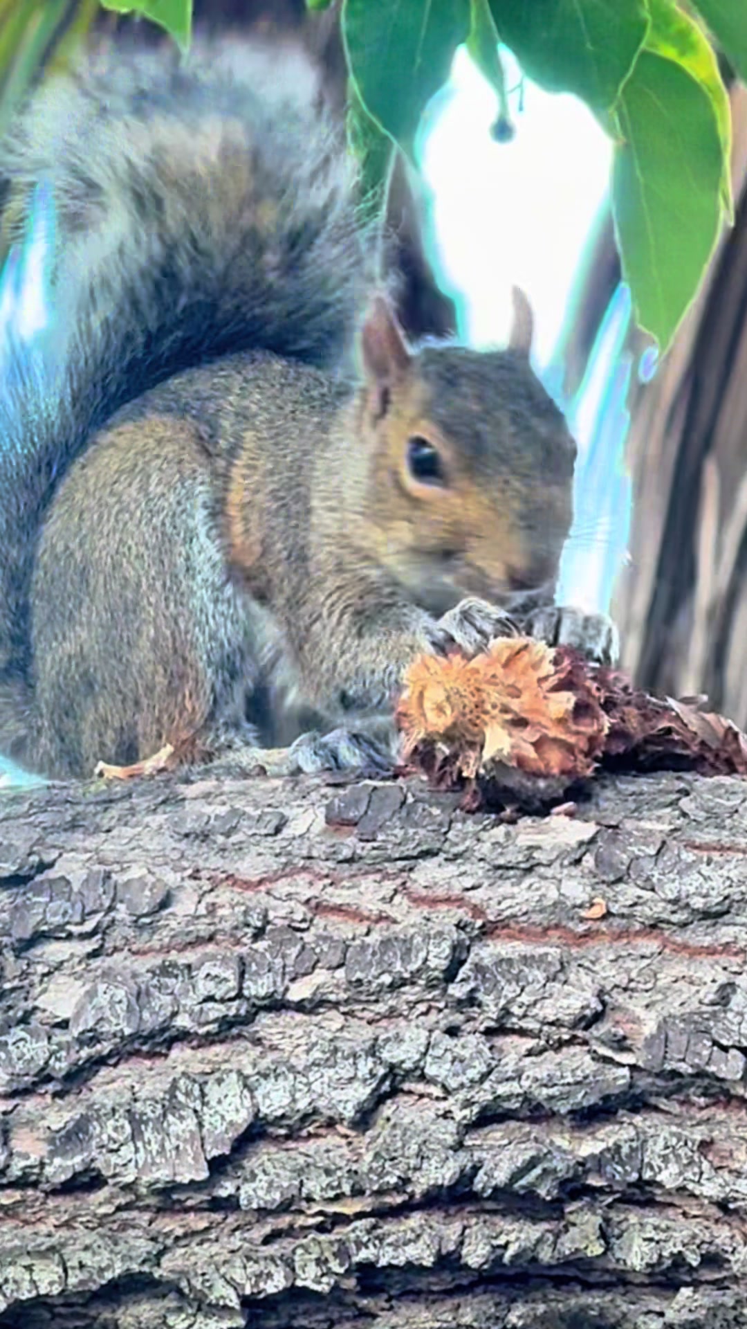@DailyDoseOfSquirrels
