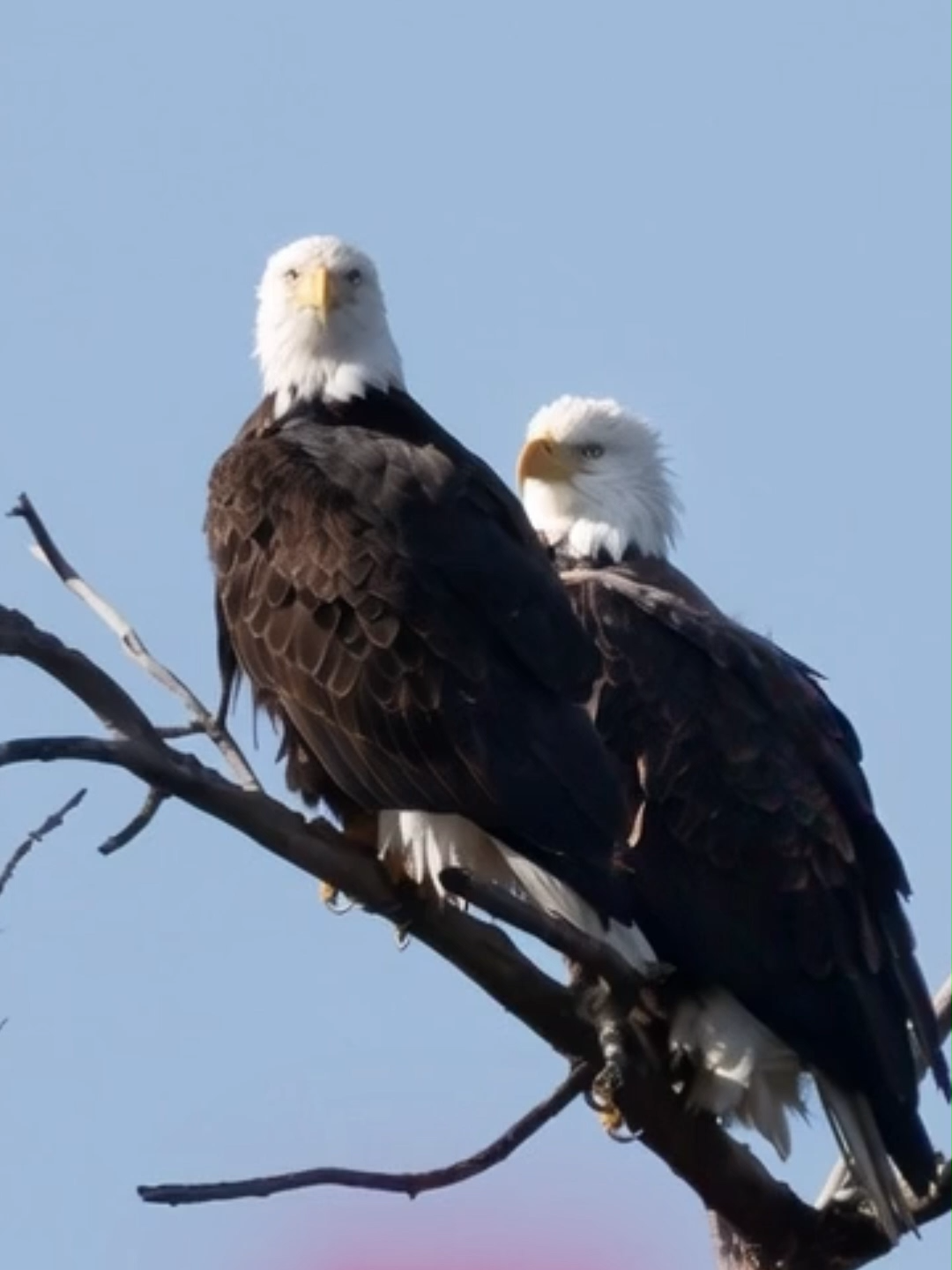 @Eagle Lover 143